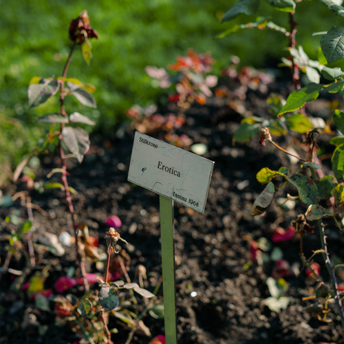 HL Autumn 2018 Lookbook 'Erotica'